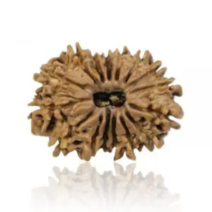 9 mukhi